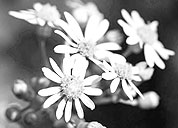 攻击网站的方法